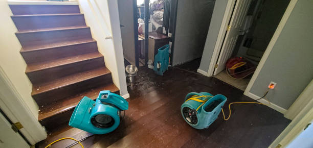 Best Mold removal after water damage  in Houghton, NY